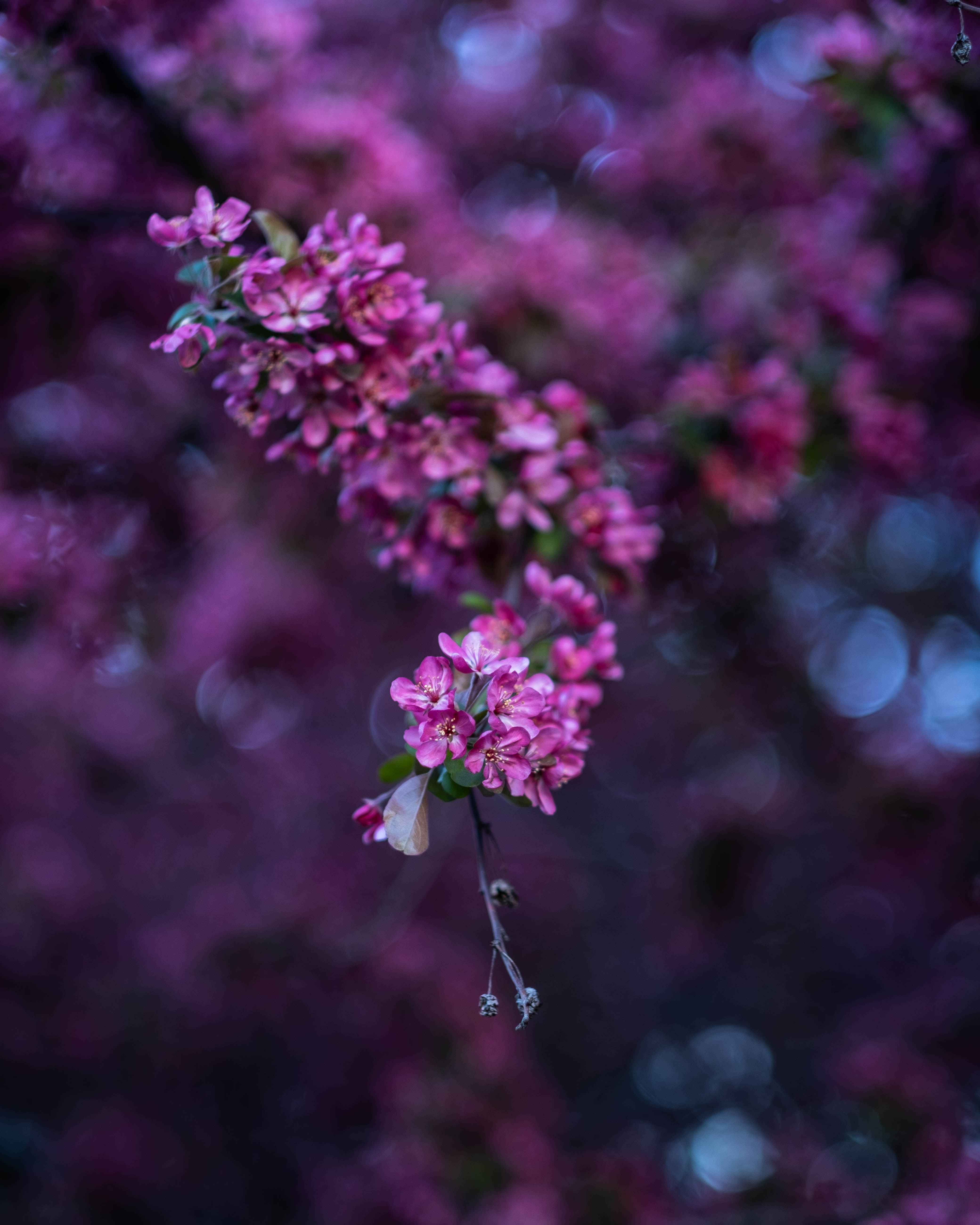 pink flower